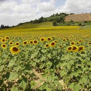 Alloggio per agriturismo Tenuta Di Colle Alberti Agriturismo, Cerreto Guidi